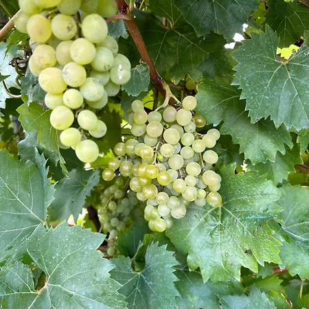 Casa Do Lagar, Da Abrela 오 비세도