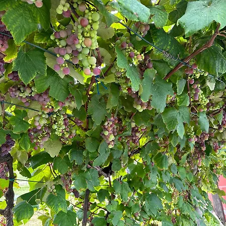 Casa Do Lagar, Da Abrela 度假居