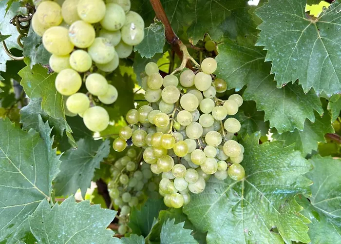 Casa Do Lagar, Da Abrela O Vicedo